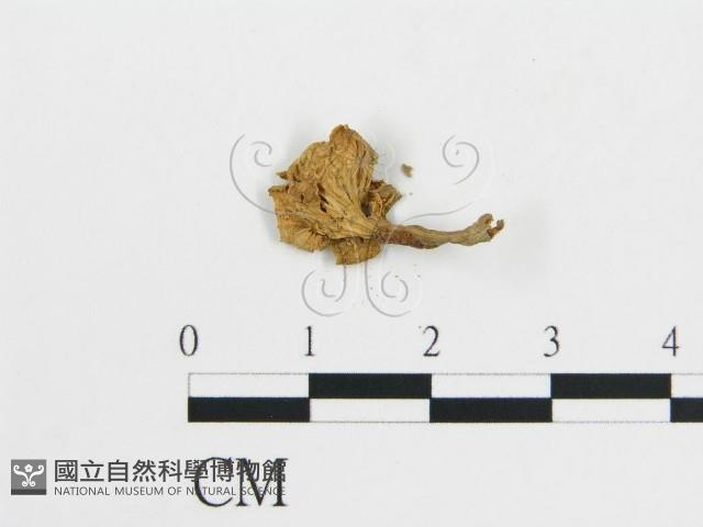雞油菌屬藏品圖，第3張
