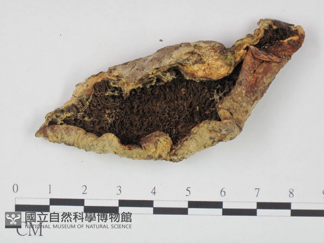 登錄號:F0004148藏品圖，第3張