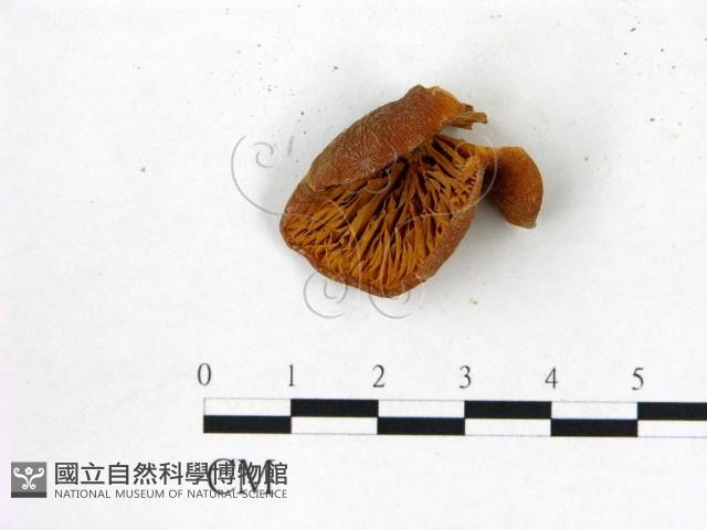 登錄號:F0002148藏品圖，第3張