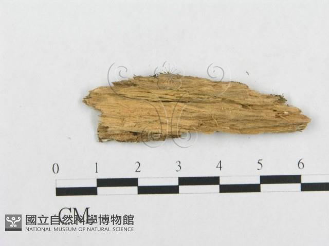 骨皮菌屬藏品圖，第3張