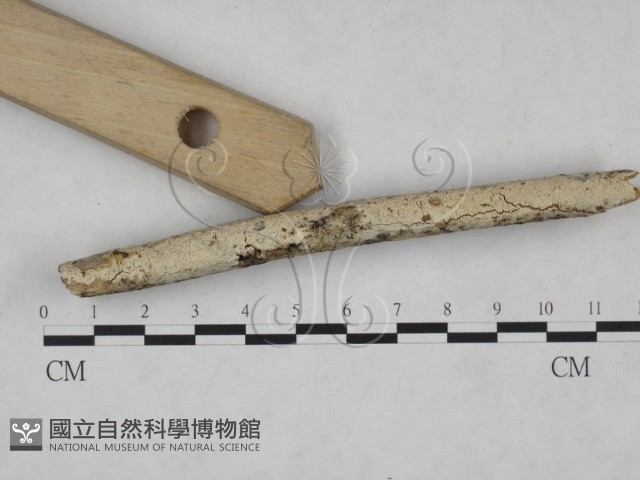 絲齒菌屬藏品圖，第3張