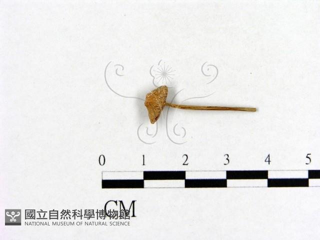 小菇屬藏品圖，第3張