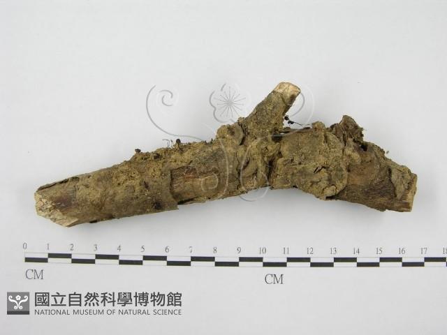登錄號:F0013148藏品圖，第3張