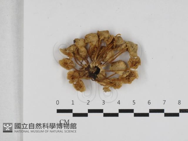 登錄號:F0033148藏品圖，第3張