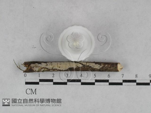 登錄號:F0028048藏品圖，第4張