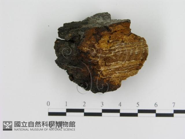 登錄號:F0008048藏品圖，第3張