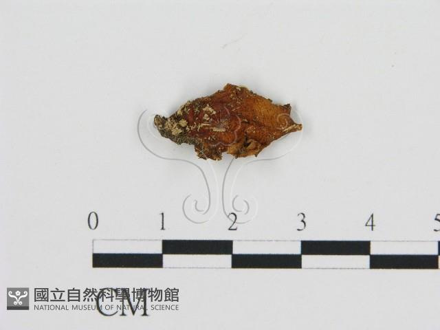 登錄號:F0010048藏品圖，第3張