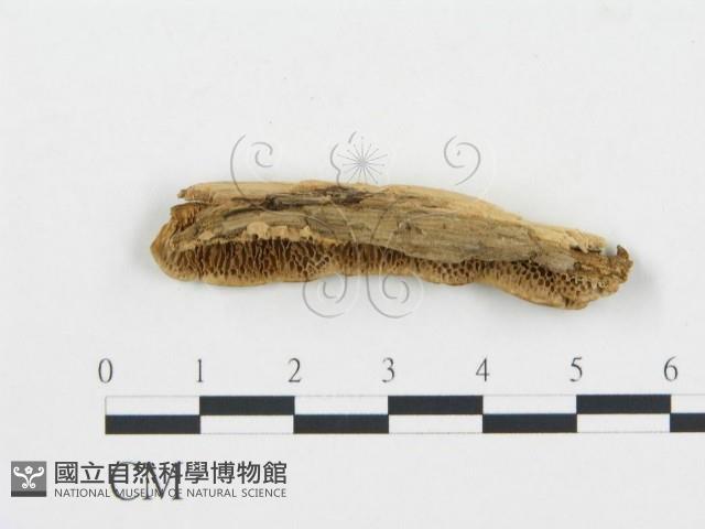 登錄號:F0006048藏品圖，第3張