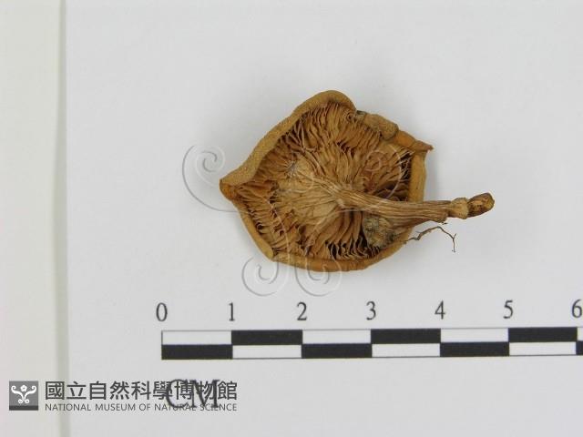 登錄號:F0016048藏品圖，第3張