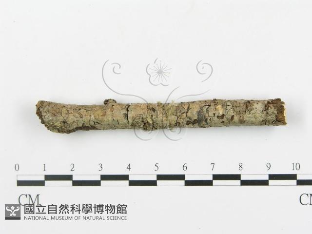 登錄號:F0001048藏品圖，第1張