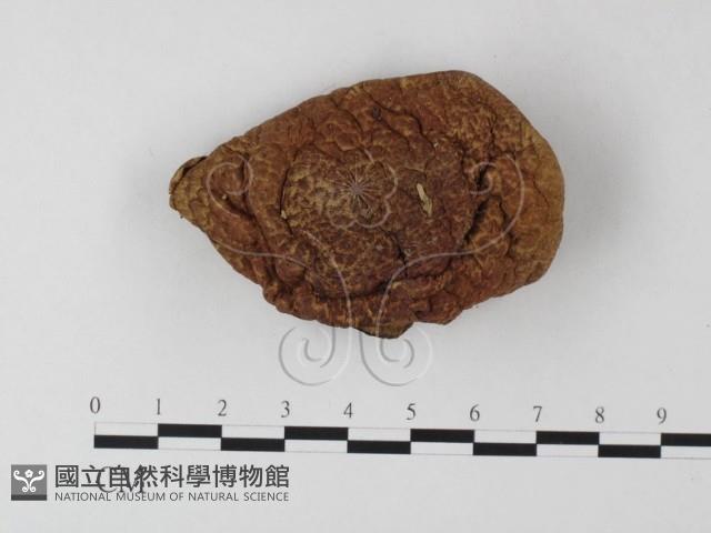 登錄號:F0011048藏品圖，第3張