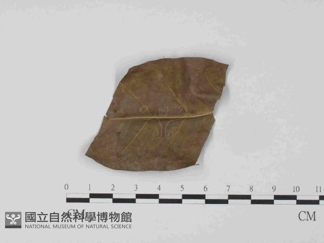 登錄號:F0024048藏品圖，第3張