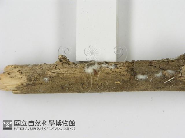 剛毛絲皮菌藏品圖，第3張