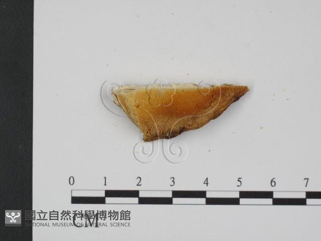 登錄號:F0014048藏品圖，第3張