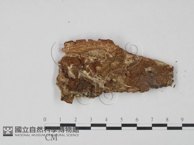 登錄號:F0022048藏品圖，第3張