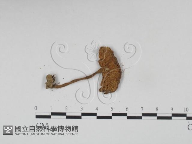 登錄號:F0002048藏品圖，第3張