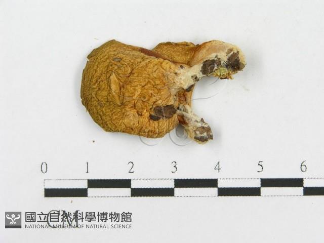 登錄號:F0017048藏品圖，第3張