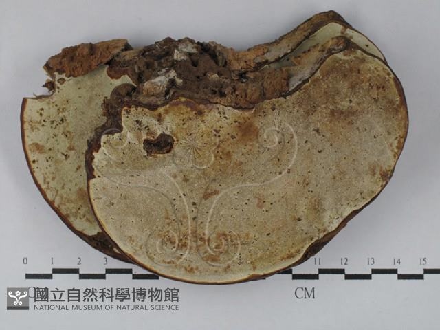靈芝屬藏品圖，第3張
