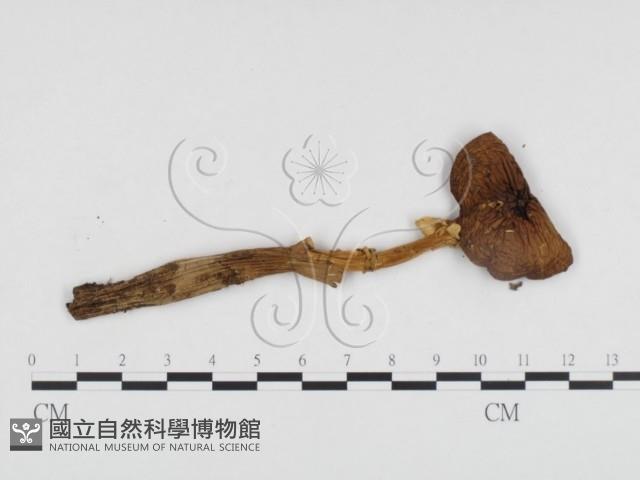 登錄號:F0013048藏品圖，第3張