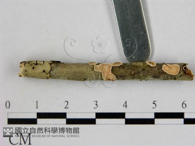 登錄號:F0000348藏品圖，第3張