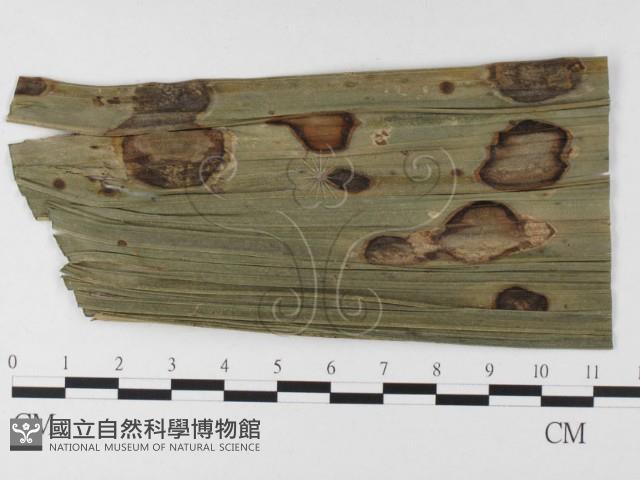 登錄號:F0026348藏品圖，第1張