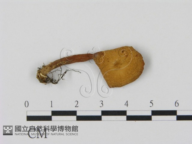 乳菇屬藏品圖，第3張