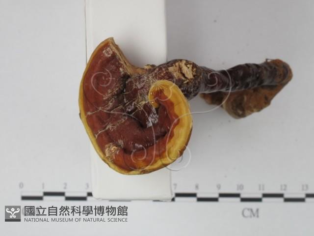 登錄號:F0021348藏品圖，第3張