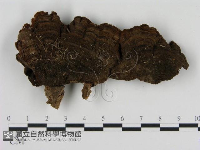 刺革菌屬藏品圖，第3張