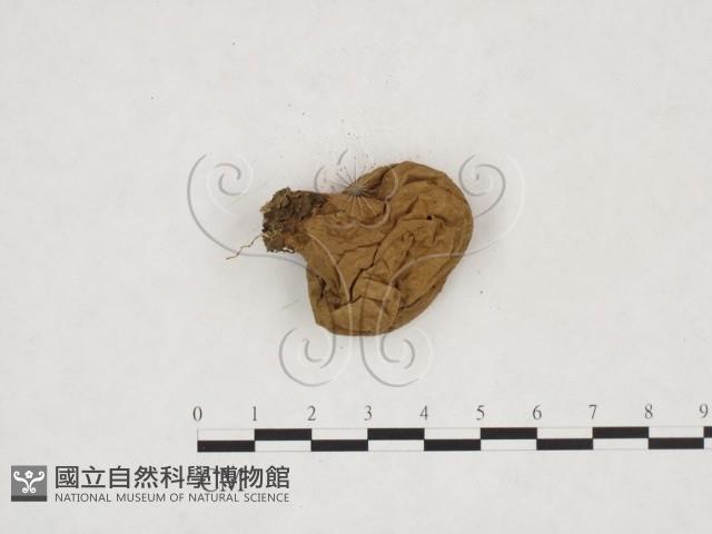 登錄號:F0024348藏品圖，第3張