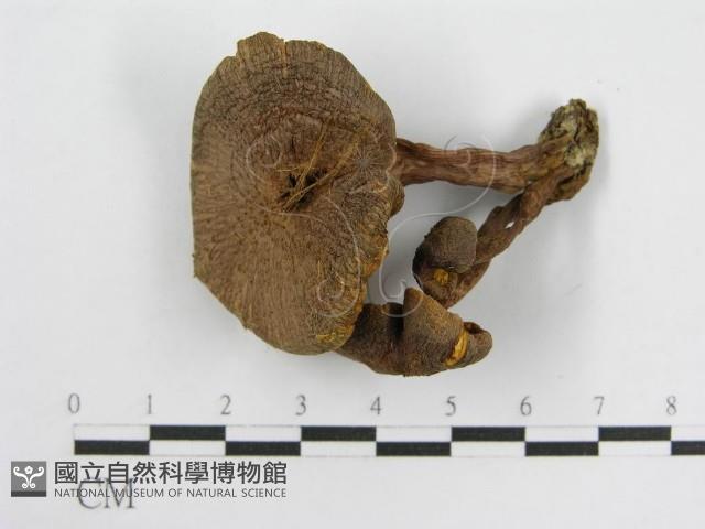 登錄號:F0004348藏品圖，第3張