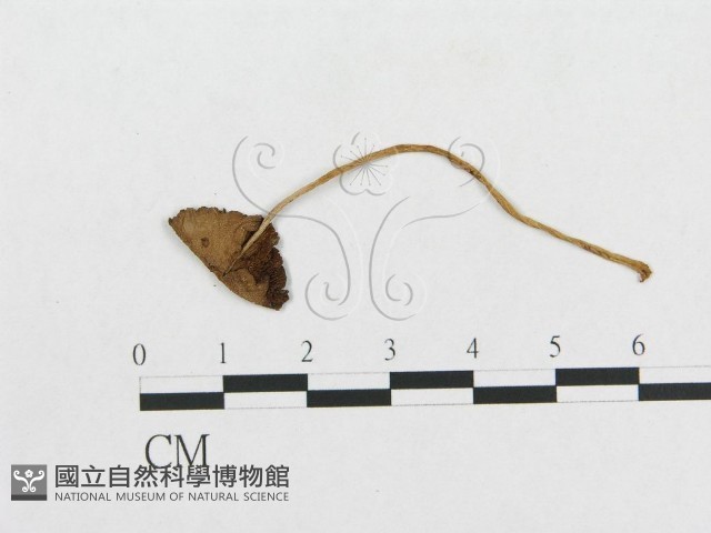 登錄號:F0014348藏品圖，第3張