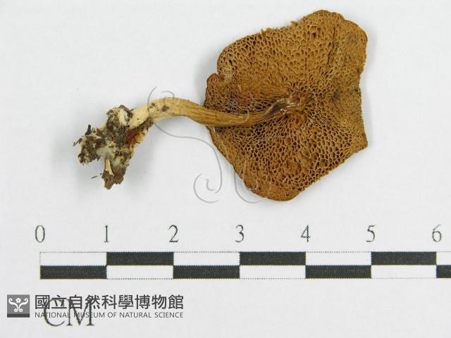 登錄號:F0002348藏品圖，第1張