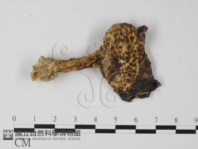 登錄號:F0012348藏品圖，第3張