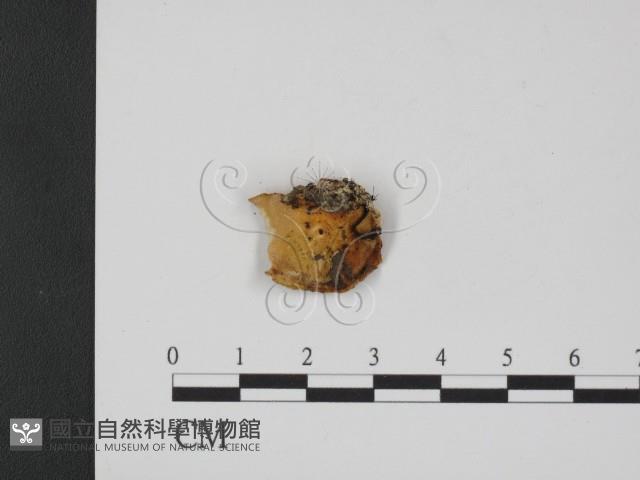 登錄號:F0007348藏品圖，第3張