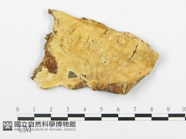 登錄號:F0017348藏品圖，第1張