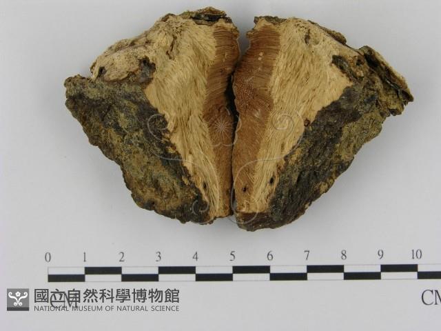 登錄號:F0005348藏品圖，第3張