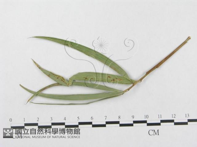 登錄號:F0019348藏品圖，第1張