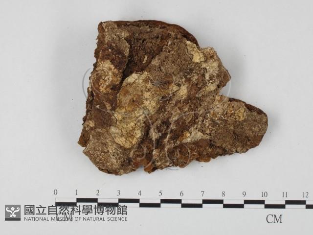 木層孔菌屬藏品圖，第3張