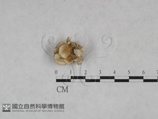 附毛菌屬藏品圖，第3張