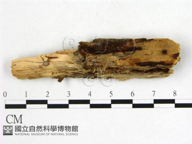 登錄號:F0008238藏品圖，第3張