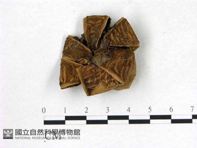 登錄號:F0020238藏品圖，第3張