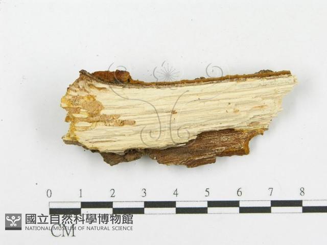 木層孔菌屬藏品圖，第3張