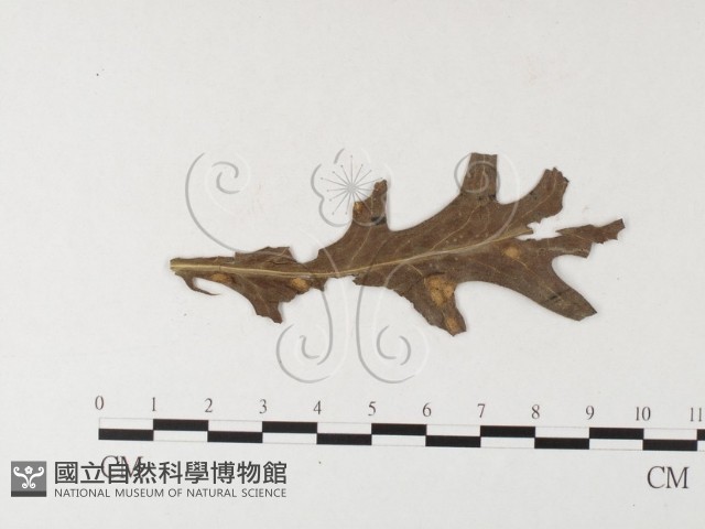 登錄號:F0026238藏品圖，第1張