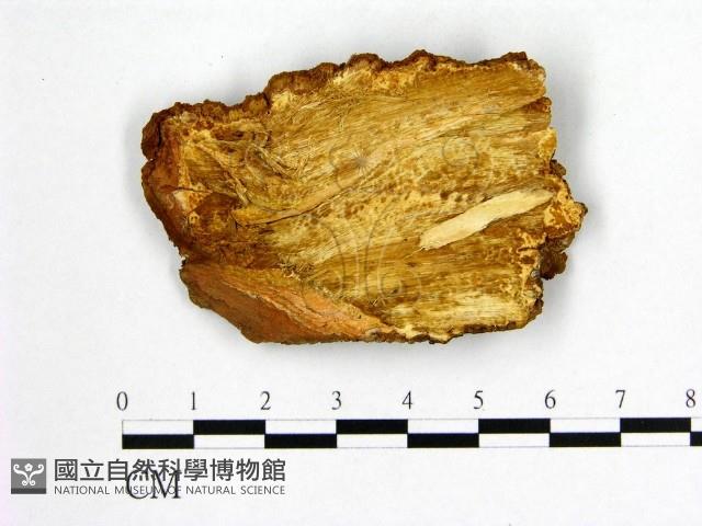 登錄號:F0006238藏品圖，第3張