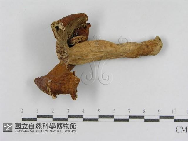 登錄號:F0011238藏品圖，第3張