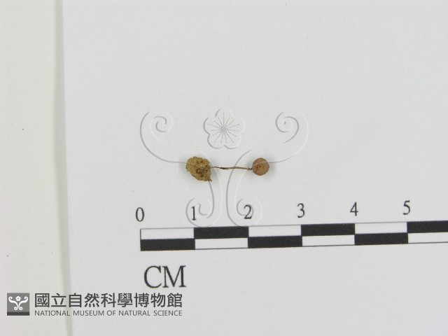 登錄號:F0014238藏品圖，第3張