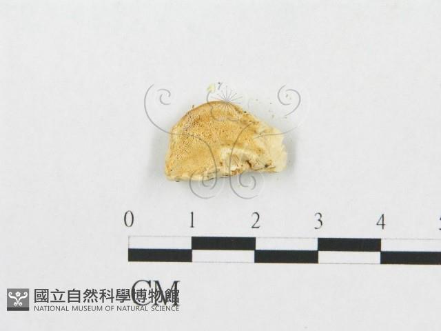 登錄號:F0007238藏品圖，第3張