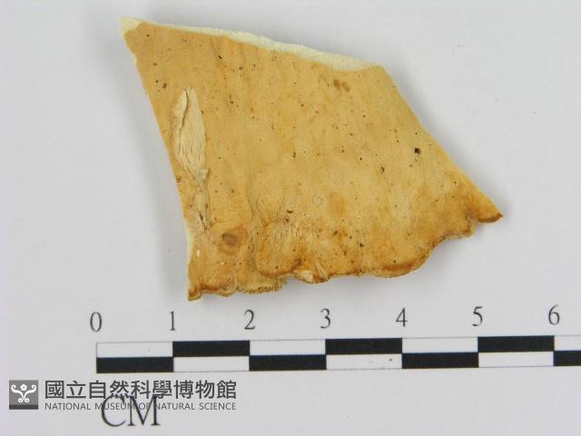登錄號:F0017238藏品圖，第3張