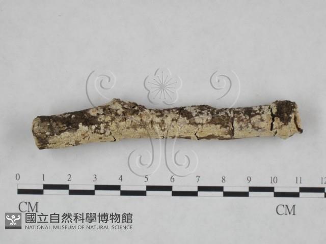 絲皮菌屬藏品圖，第3張