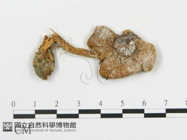 登錄號:F0005238藏品圖，第3張